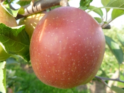 Braeburn