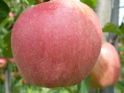 Gala Royal