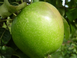Granny Smith